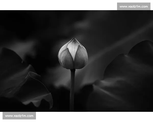 静谧退休画卷细述人生慢节奏中的温暖希望与深情瞬间美好时光里面